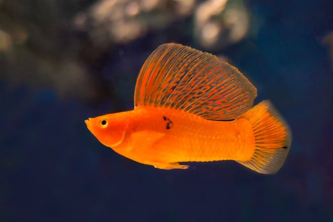 Orange Molly-6V4A1657.jpg