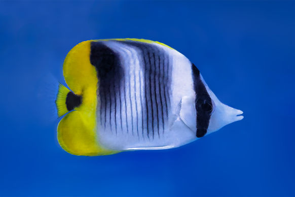 Pacific Double-saddle Butterflyfish-6V4A0769.jpg