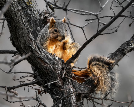 Fox Squirel-2000x1600_M4A8259.jpg