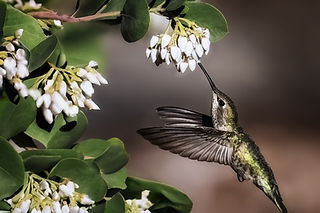Anna's Hummingbird in Greenleaf Manzanita_M4A1881.jpg