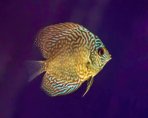 Leopard Discus Fish-2000x1600_V4A6724.jpg