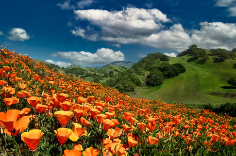 Poppoes on Shell Ridge_M4A0867.jpg