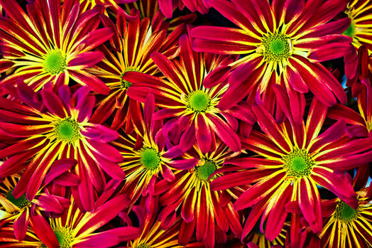 Daisy Chrysanthemums-2000x1333-0M4A0604-Recovered.jpg
