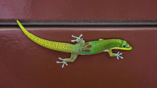 Gecko on a Wall-6V4A6545-2000x1125.jpg