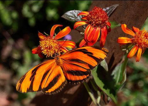 Banded Orange Longwing Butterfly_M4A3434.jpg