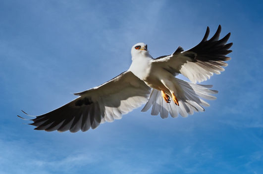 White-tailed Kite-2000x1333-IMG_0047_2.jpg