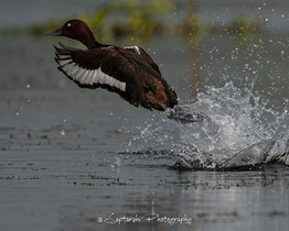 Ferruginous Duck taking off from water, wings spread wide.