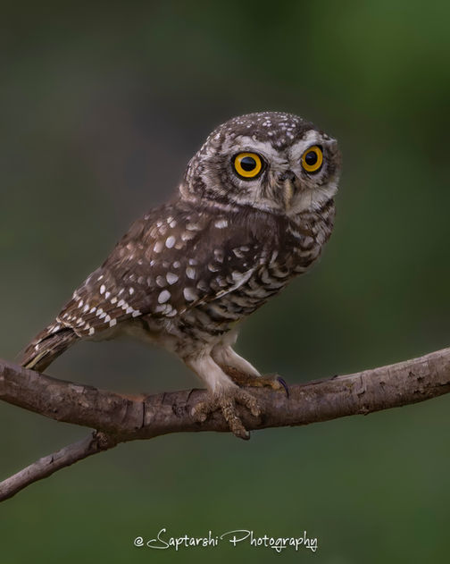 Spotted Owlet perched on a tree branch in Bhadra Tiger Reserve, Karnataka.