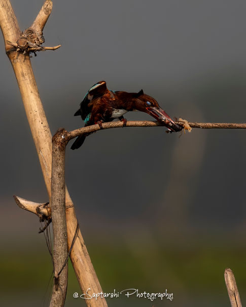 precise strike by kingfisher to the fish