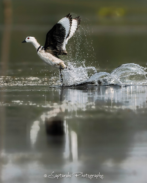 Cotton Pygmy Goose taking off from water, creating splashes.
