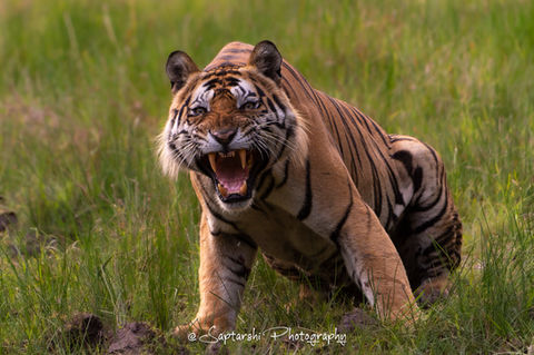 Bandhavgarh, Madhya Pradesh