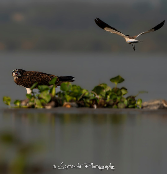 Two birds near water, one flying, one perched.