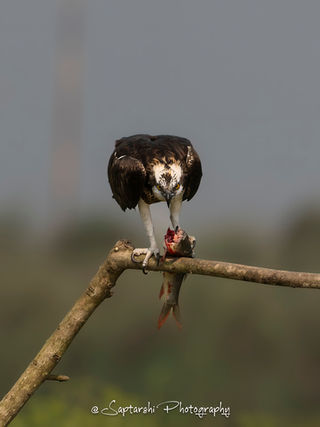 Osprey perched on branch with catch.