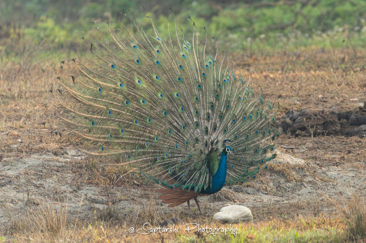 Symphony of Feathers