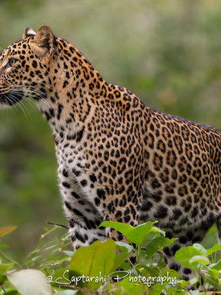 Mother leopard scanning the surroundings while her cub waits nearby in Kabini, Karnataka