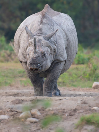 Indian one-horned rhinoceros looking directly toward the camera in Jaldapara National Park, West Bengal.