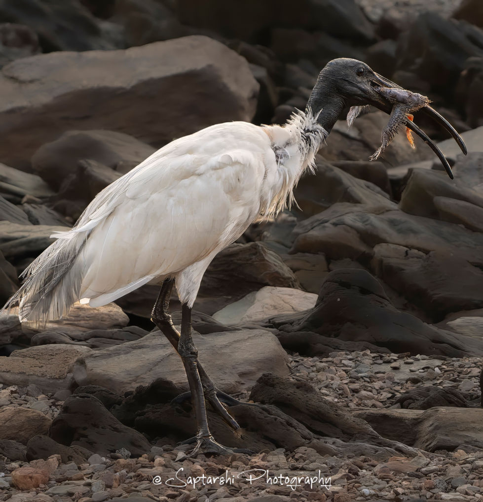 Black-headed Ibis carrying a River Tern chick in Bhadra Tiger Reserve, Karnataka.