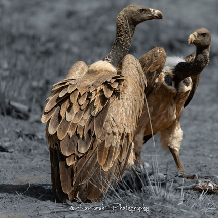 Two White-rumped Vultures standing beside a deer carcass in Bandhavgarh Tiger Reserve, India.