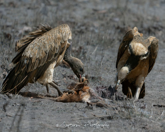 Pair of White-rumped Vultures feeding on a deer carcass in Bandhavgarh Tiger Reserve.