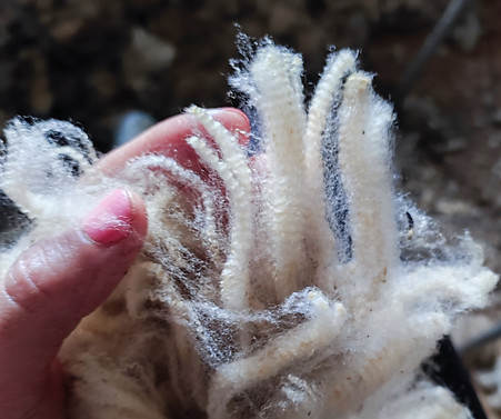 wool fibers