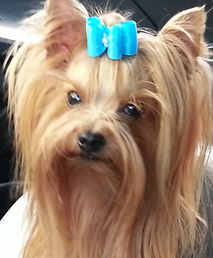 Halo our 1st yorkshire terrier AKC champion