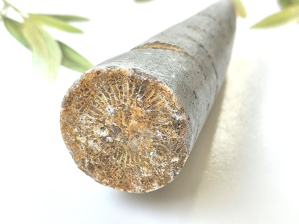Thumbnail: 173g Gembone Fossil "Crystallized" Museum Grad