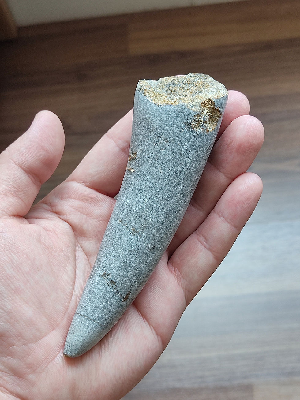 Thumbnail: 170g Gembone Fossil "Crystallized" Museum Grade Dinosaur Sail Spike