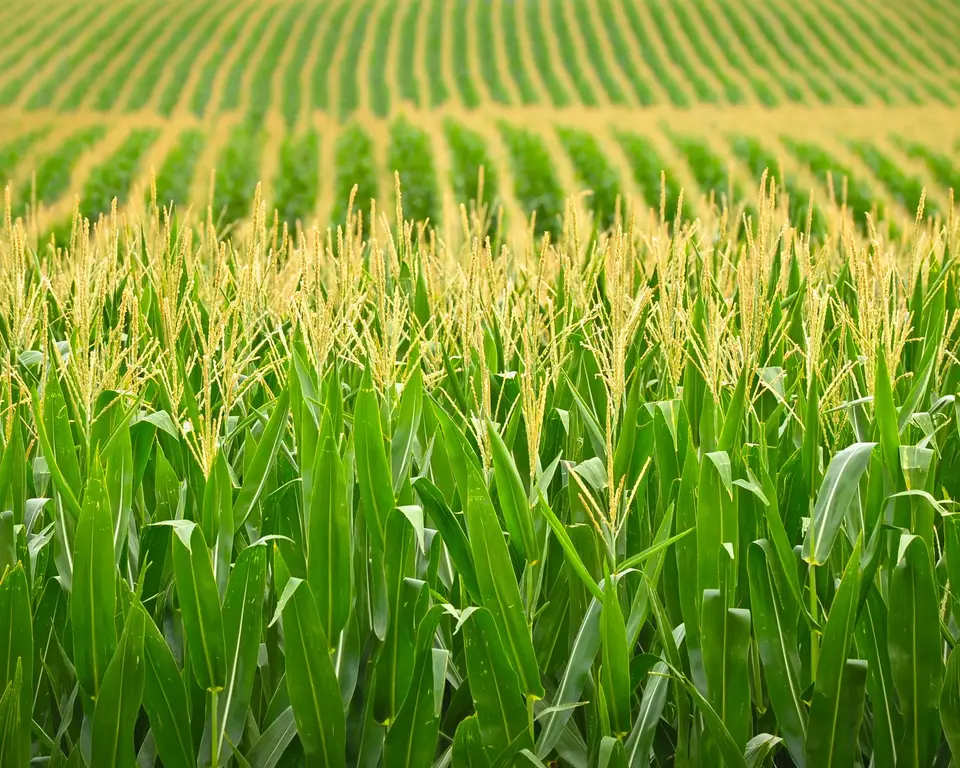 Rows-corn-field-Nebraska (1).webp
