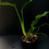 Thumbnail: Monstera Dilacerata ‘Burle Marx Flame’