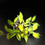 Thumbnail: Hoya Burtoniae Aff Variegated