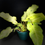 Thumbnail: Philodendron 'Snowdrift’