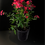 Thumbnail: Phlox Paniculata - 'Sunset Coral' Tall Garden Phlox