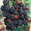 Thumbnail: Prime- Ark Freedom Thornless Blackberry