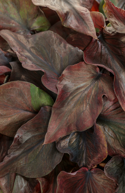 Midnight Oil Caladium (2 Pack)