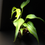 Thumbnail: Monstera Dilacerata ‘Burle Marx Flame’