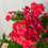 Thumbnail: Phlox Paniculata - 'Sunset Coral' Tall Garden Phlox