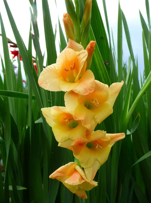 Thumbnail: Sunglow Gladiolus (5 Pack)