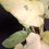 Thumbnail: Philodendron 'Snowdrift’