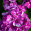 Thumbnail: Phlox Paniculata - 'Sweet Summer Fantasy'
