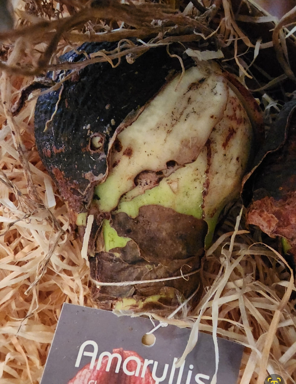 Thumbnail: Amaryllis - Jumbo Giant Size 'Dancing Queen' Bulb