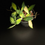 Thumbnail: Hoya Burtoniae Aff Variegated