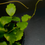 Thumbnail: Hoya Eduanesis