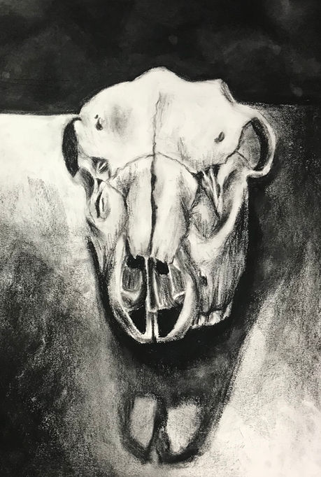 Cow Skull, medium: charcoal