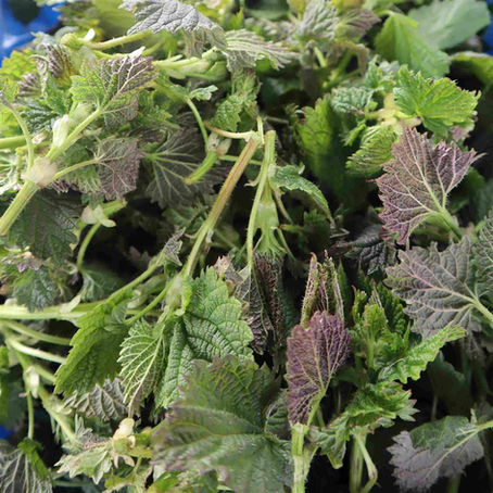 Nettles (Preparation and Soups)