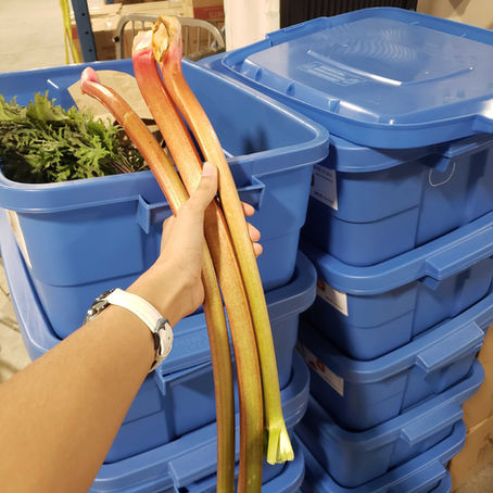 Rhubarb Recipes