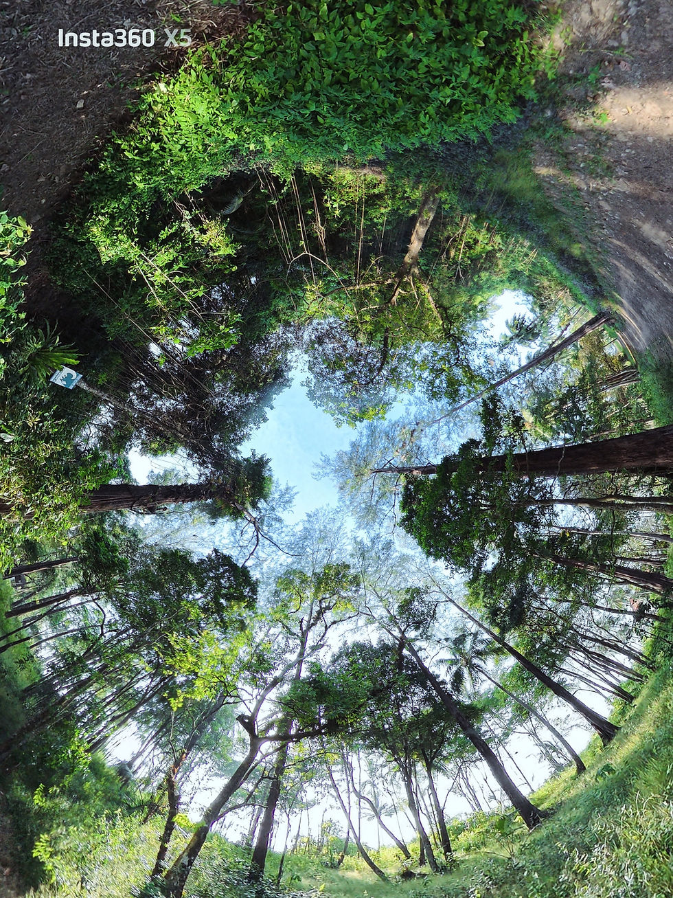 Forest Therapy - An Immersive Experience