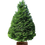 Miniature : Abies grandis bio 150/200cm avec buche - Fournel SARL Cultivert