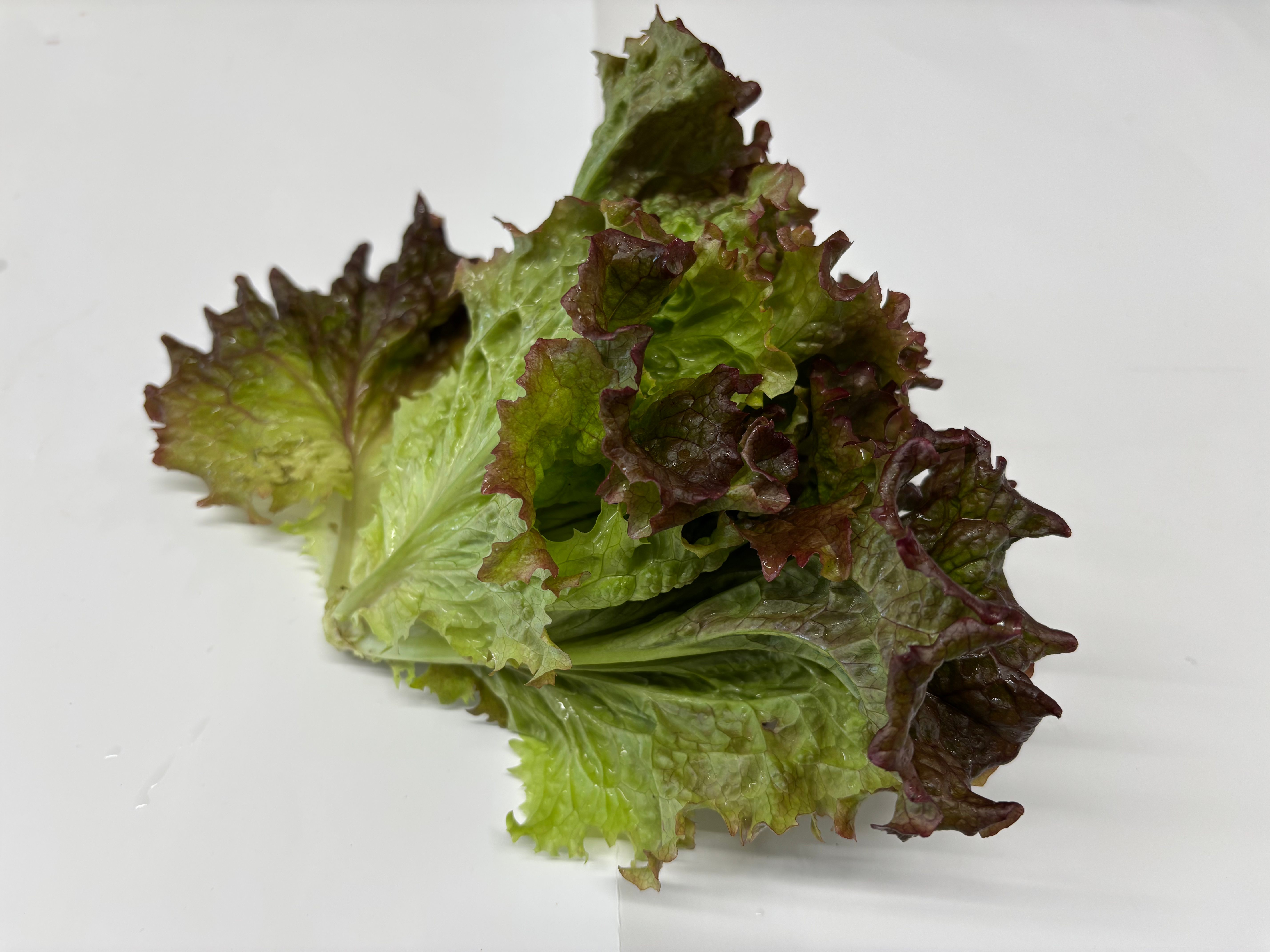 サニーレタス【 滝川 正丈 】