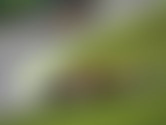2021 F1 Race 19: Interlagos