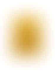Stiiizy_Colonel_Pop_01.jpg